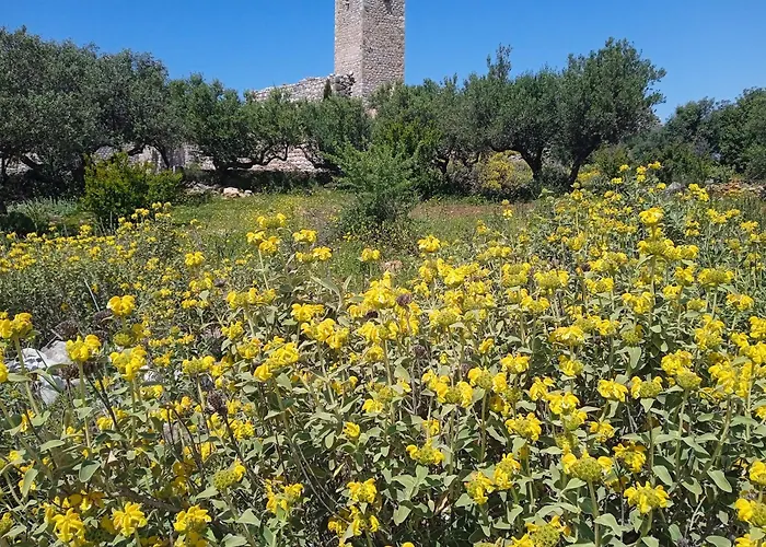 Sotula